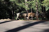 Wilde Schweine unter dem Col de Bavella 1.JPG